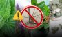 ¿Miedo a la araña violinista? Estas plantas pueden ahuyentar al arácnido