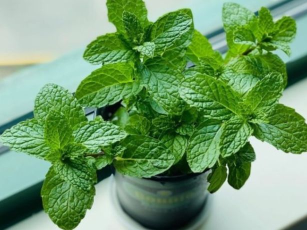 ¿Miedo a la araña violinista? Estas plantas pueden ahuyentar al arácnido