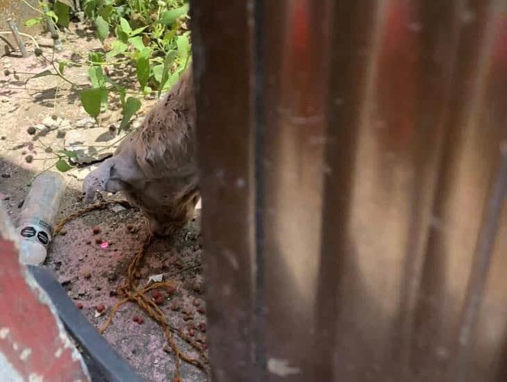 Piden intervención de las asociaciones protectoras de animales por perrito en pésimas condiciones