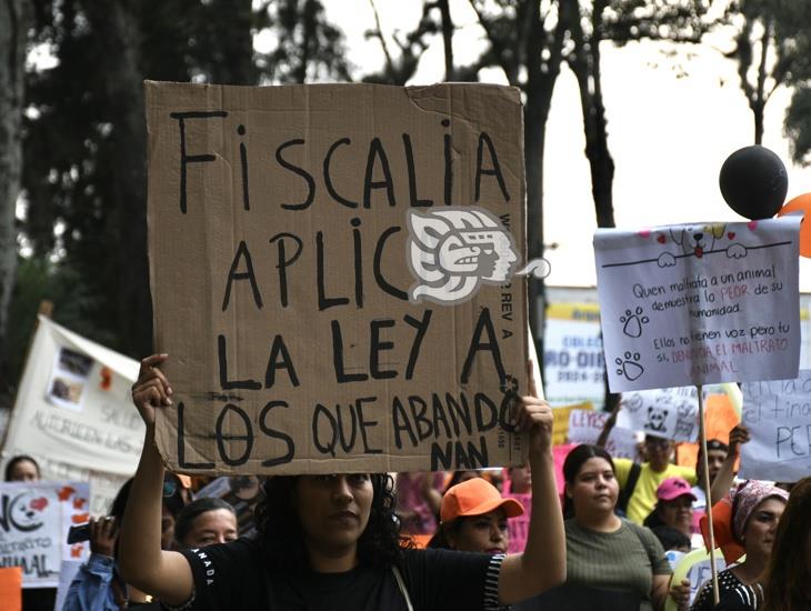 En aumento el maltrato animal en Xalapa y Perote, protestan animalistas (+VIDEO)