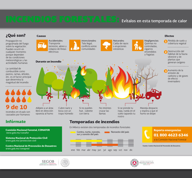 ¿Cómo prevenir incendios forestales en Veracruz y cuál es la sanción por provocarlos?