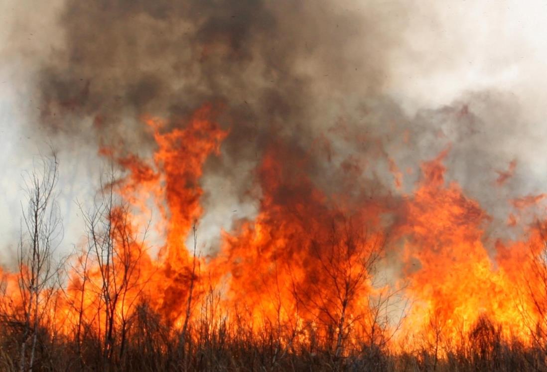 ¿Cómo prevenir incendios forestales en Veracruz y cuál es la sanción por provocarlos?