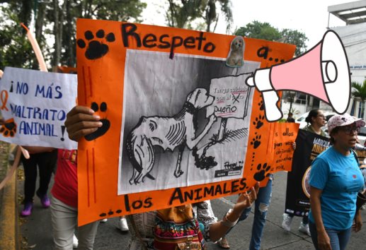 En aumento el maltrato animal en Xalapa y Perote, protestan animalistas (+VIDEO)