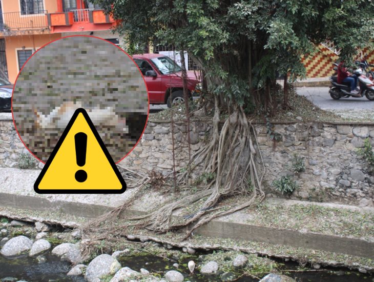 Barrio del Zotuco en Misantla; entre riesgos por árbol, muerte de garzas y fallas eléctricas