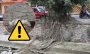Barrio del Zotuco en Misantla; entre riesgos por árbol, muerte de garzas y fallas eléctricas