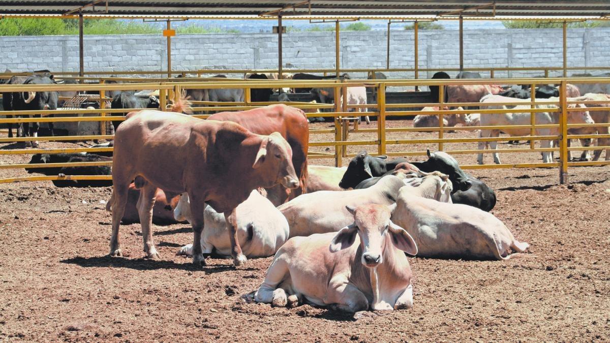 Ganaderos de Veracruz enfrentan crisis por estiaje; así debieron prepararse