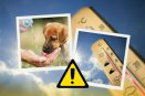 Golpe de calor: ¿cómo proteger a las mascotas y qué hacer si ocurre?