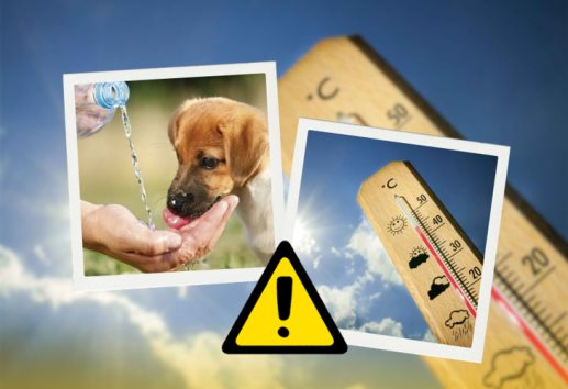 Golpe de calor: ¿cómo proteger a las mascotas y qué hacer si ocurre?