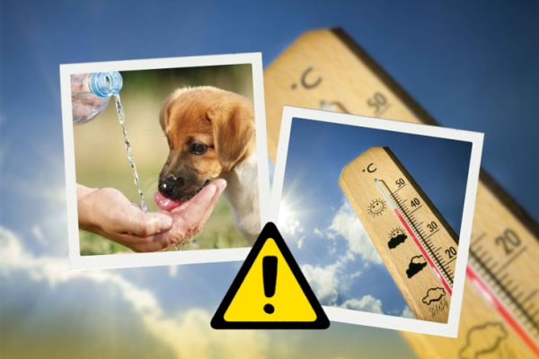 Golpe de calor: ¿cómo proteger a las mascotas y qué hacer si ocurre?