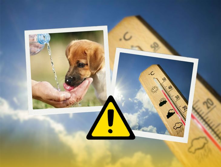 Golpe de calor: ¿cómo proteger a las mascotas y qué hacer si ocurre?