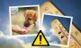 Golpe de calor: ¿cómo proteger a las mascotas y qué hacer si ocurre?