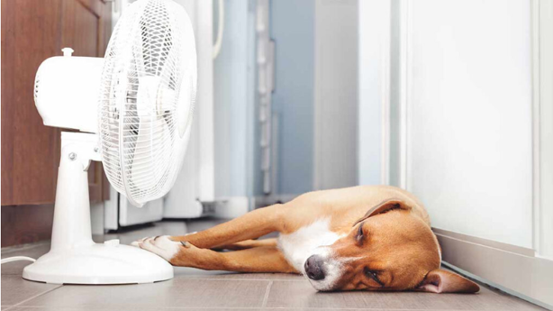 Golpe de calor: ¿cómo proteger a las mascotas y qué hacer si ocurre?