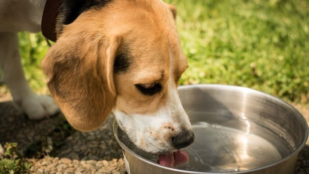 Golpe de calor: ¿cómo proteger a las mascotas y qué hacer si ocurre?