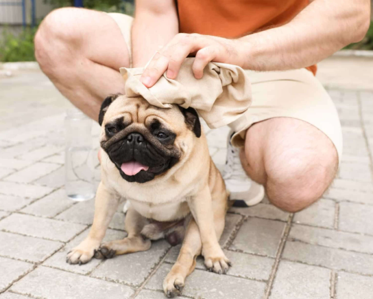 Golpe de calor: ¿cómo proteger a las mascotas y qué hacer si ocurre?