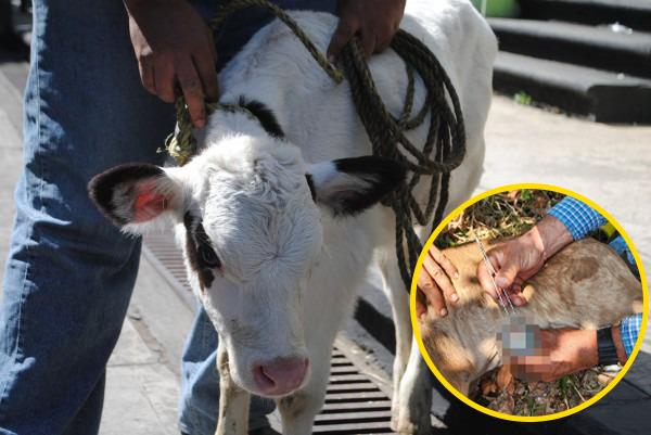 Detectan primer caso de gusano barrenador en becerro recién nacido en Las Choapas