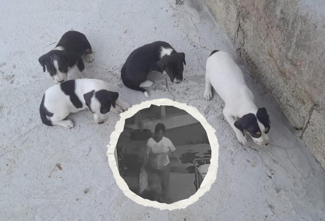 Exhiben a mujer que abandona a 4 cachorritas en fraccionamiento de Veracruz | VIDEO