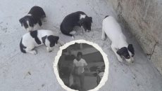 Exhiben a mujer que abandona a 4 cachorritas en fraccionamiento de Veracruz | VIDEO