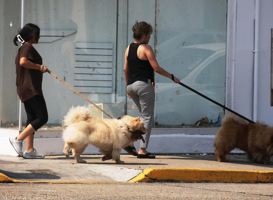 Llaman a proteger a mascotas de altas temperaturas en el sur de Veracruz