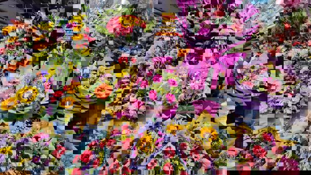 Listos para la venta de flores para las madres en Poza Rica