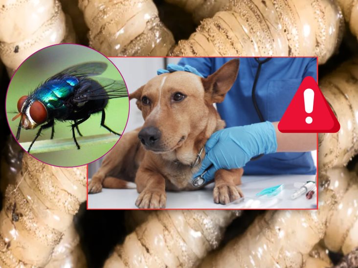 ¡Cuidado! Así puedes evitar que tu perro se contagie con el gusano barrenador