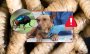 ¡Cuidado! Así puedes evitar que tu perro se contagie con el gusano barrenador