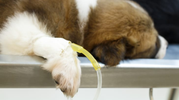 ¡Cuidado! Así puedes evitar que tu perro se contagie con el gusano barrenador