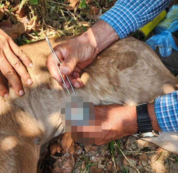 Detectan primer caso de gusano barrenador en becerro recién nacido en Las Choapas
