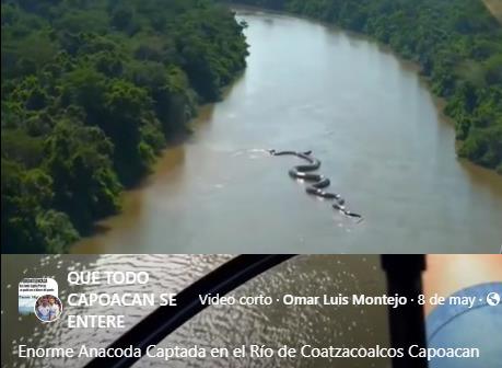 Difunden video falso de gigantesca serpiente en río Coatzacoalcos; ¿buscan generar temor? | VIDEO