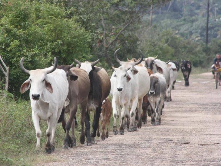 Gusano barrenador: autoridades ganaderas en Agua Dulce refuerzan vigilancia y exhortan a no crear pánico