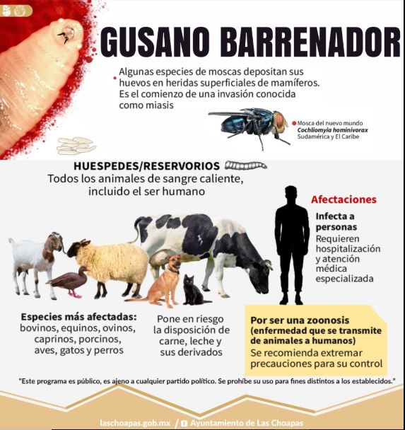 Reportan primer caso de gusano barrenador en este municipio de Veracruz
