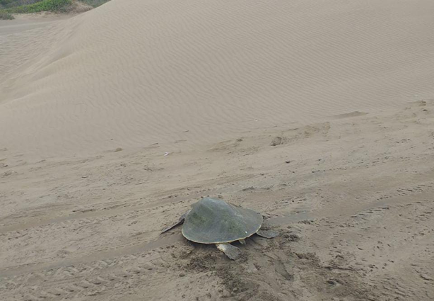 Cinco tortugas Lora desovan en Playa Chachalacas; resguardan 420 huevos para su incubación