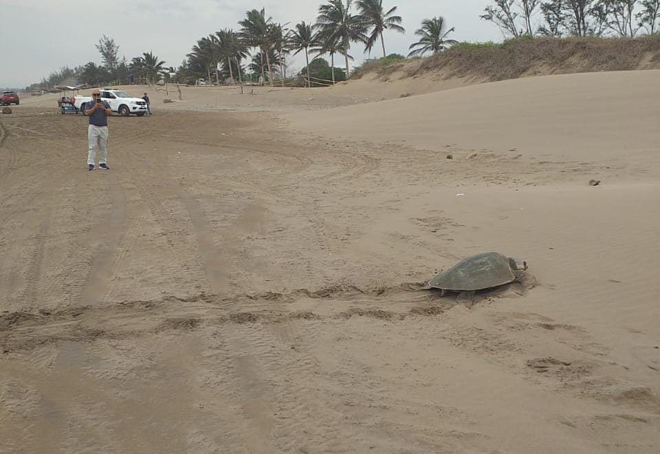 Cinco tortugas Lora desovan en Playa Chachalacas; resguardan 420 huevos para su incubación