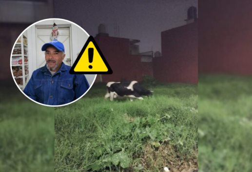 Ganaderos de Orizaba se preparan tras gusano barrenador en Veracruz