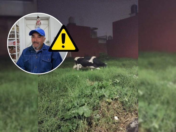 Ganaderos de Orizaba se preparan tras gusano barrenador en Veracruz