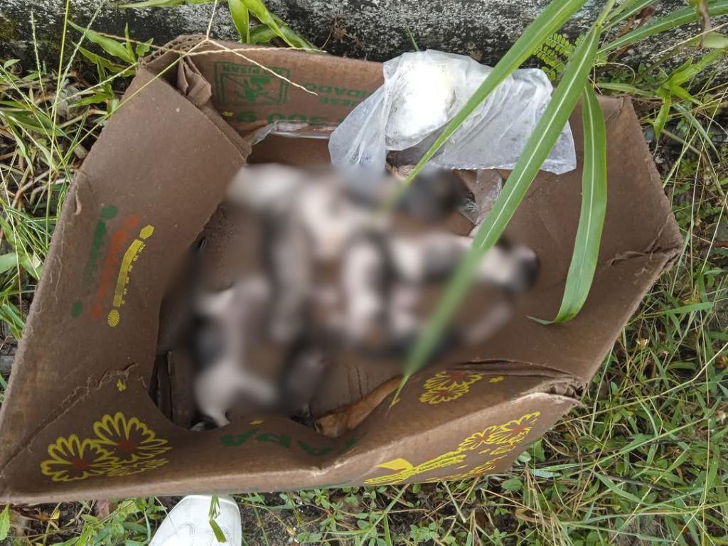 Abandono y muerte de cachorros genera indignación en Moloacán