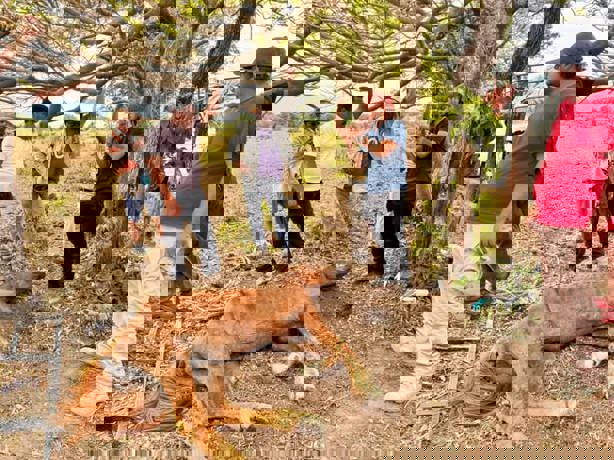 Murió Caballo rescatado por Earth Mission en Lagos de Puente Moreno en Medellín