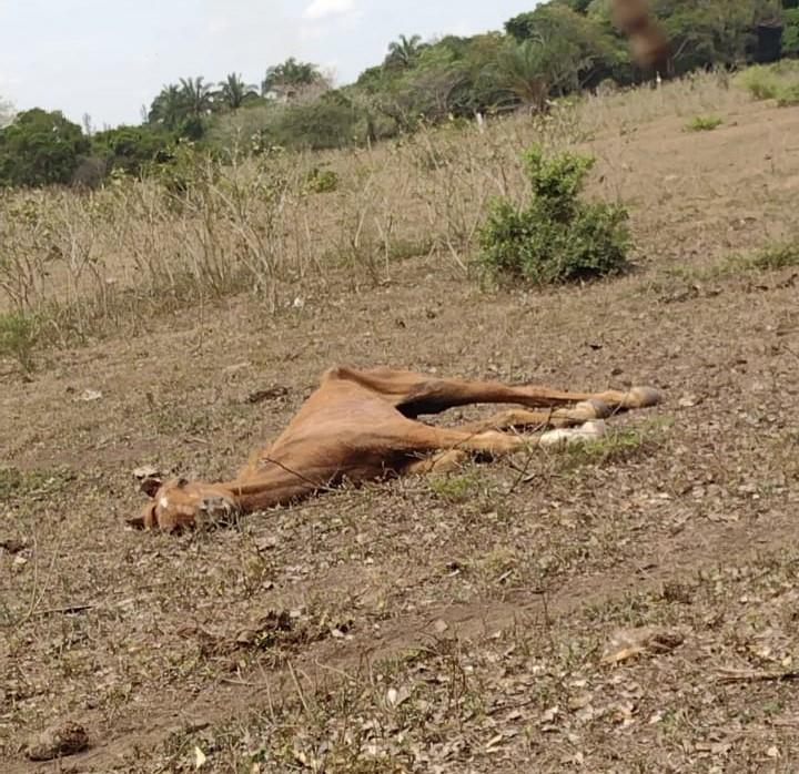 Murió Caballo rescatado por Earth Mission en Lagos de Puente Moreno en Medellín