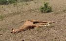 Murió Caballo rescatado por Earth Mission en Lagos de Puente Moreno en Medellín