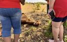 Rescatan a un caballo en Medellín; estuvo tirado bajo el sol y sin agua por 8 días