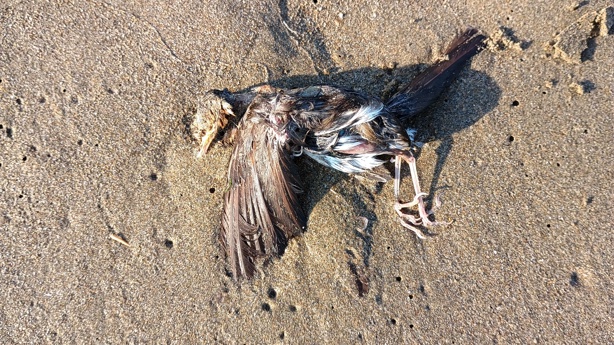 Recalan decenas de aves muertas en playa de Coatzacoalcos, especialistas investigan causas