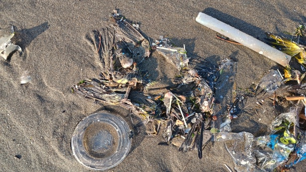 Recalan decenas de aves muertas en playa de Coatzacoalcos, especialistas investigan causas