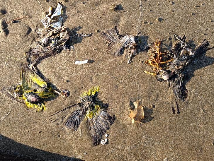 Recalan decenas de aves muertas en playa de Coatzacoalcos, especialistas investigan causas