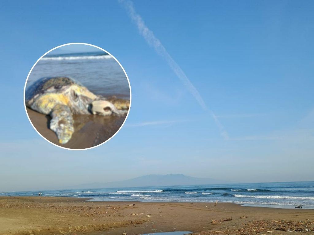 Encuentran tortuga sin vida en playa de Coatzacoalcos