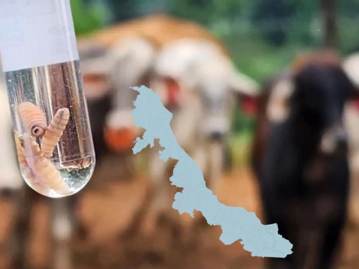EU cerró frontera a ganado vivo, pero Veracruz reforzó filtros sanitarios