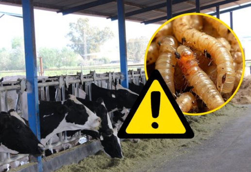 Veracruz se suma a medidas contra gusano barrenador; estas serán