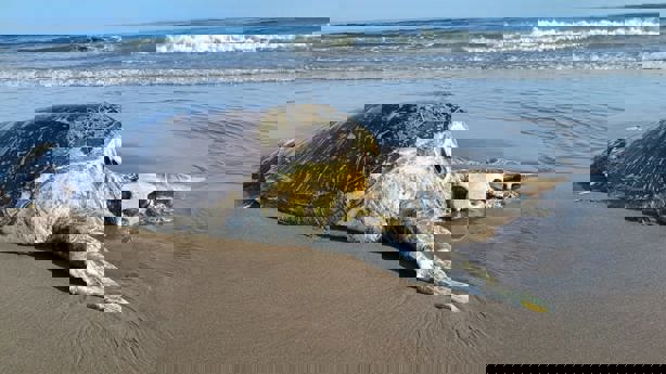 Encuentran tortuga sin vida en playa de Coatzacoalcos
