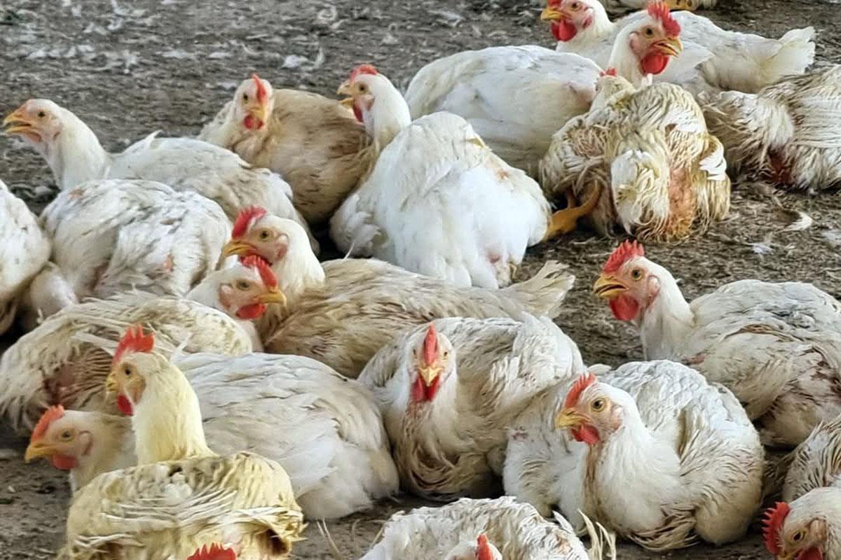 Crisis del pollo llega a Las Choapas; precios se disparan