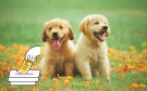 Candidatos ignoran protección animal en campañas, denuncian activistas de Veracruz