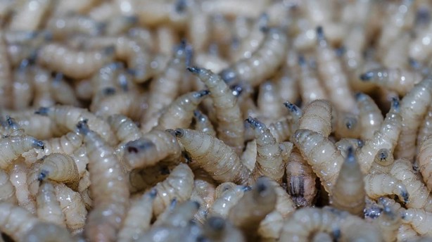 Esta es la técnica de insectos estériles para combatir plagas como el gusano barrenador
