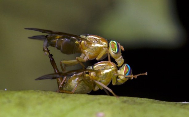 Esta es la técnica de insectos estériles para combatir plagas como el gusano barrenador